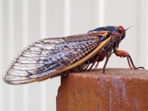 adult cicada