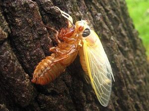 emerging cicada