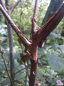 chestnut blight canker