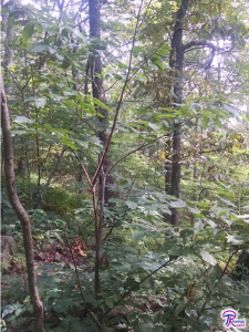 chestnut understory tree