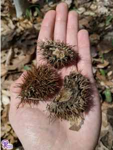 chestnut husk