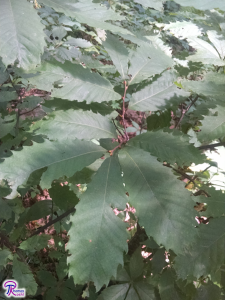 chestnut leaves