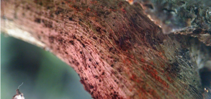 cryphonectria parasitica on wood