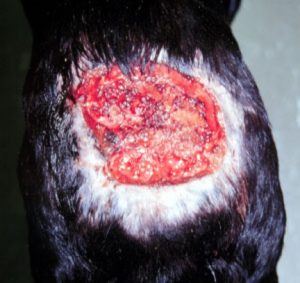 Wound caused by Pythium insidiosum