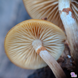 Galerina marginata gills