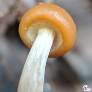 Young Galerina marginata