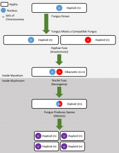 Fungal nuclear cycle