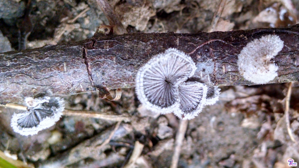 Schizophyllum commune