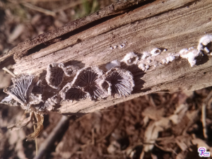 Schizophyllum commune