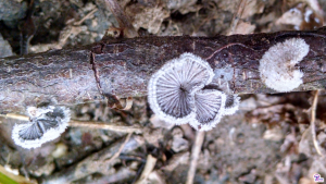 #085: <em>Schizophyllum commune</em>, The Mushroom with Over 28,000 Sexes