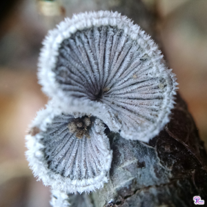 Schizophyllum commune gills