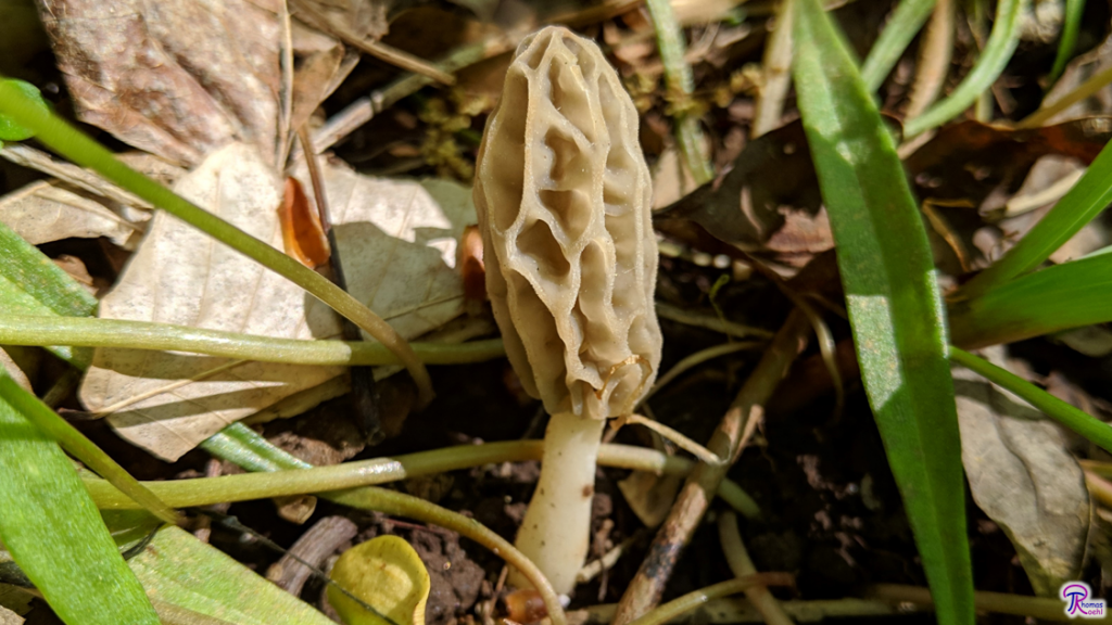 Tulip Morel