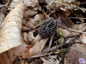 Tulip Morel