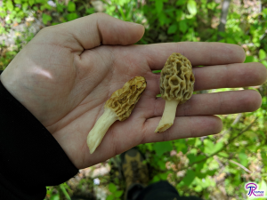 Tulip Morel