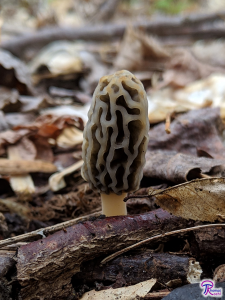 Tulip Morel