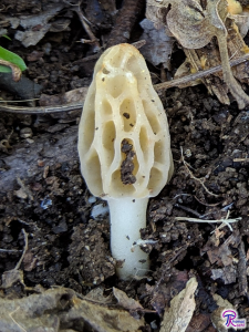 Tulip Morel