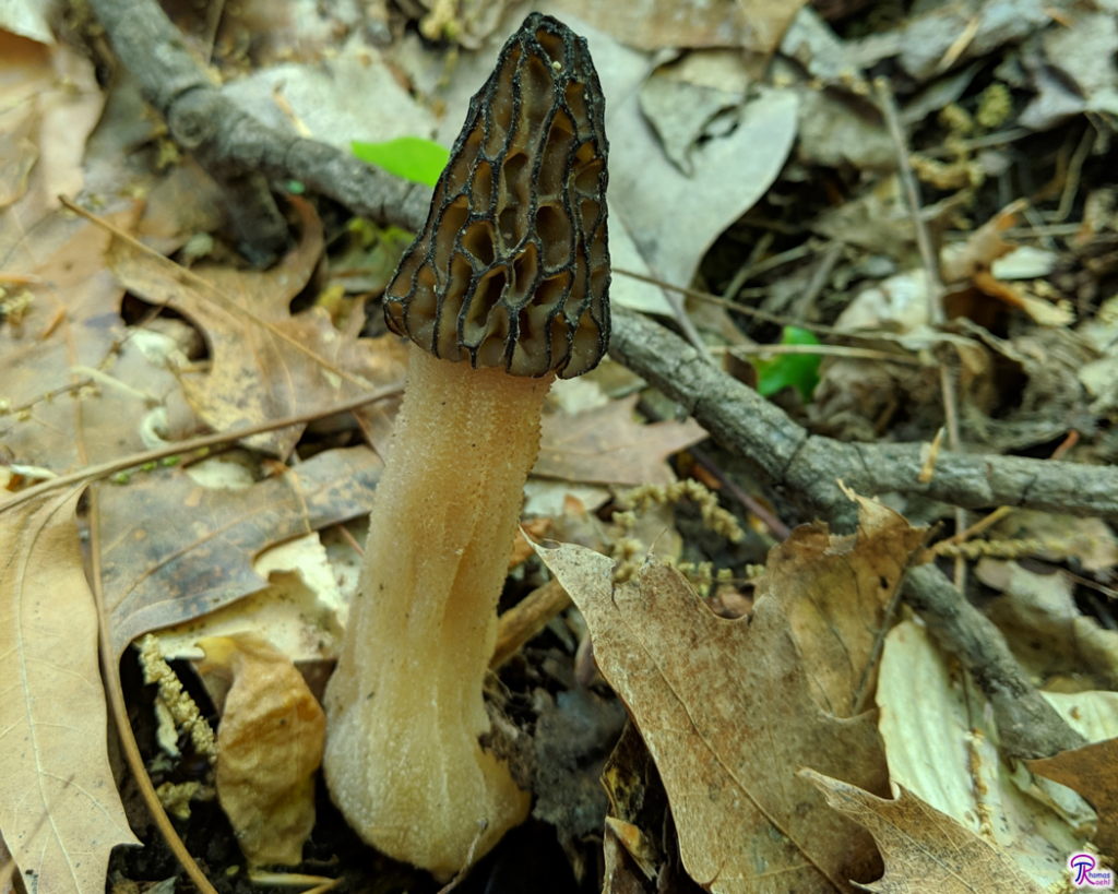 Morchella angusticeps