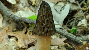 #140: <em>Morchella angusticeps</em>, the Black Morel of Eastern North America