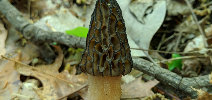 Morchella angusticeps