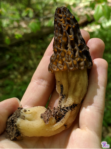 Morchella angusticeps