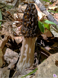 Morchella angusticeps