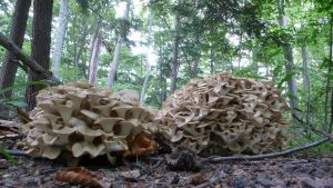 #227: <em>Polyporus umbellatus</em>, the Umbrella Polypore