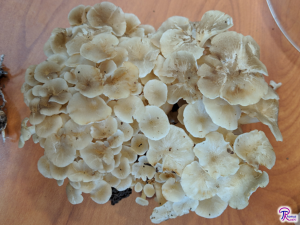 Polyporus umbellatus