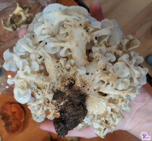 Polyporus umbellatus