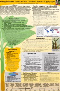 Poster: Bananas and Fusarium Wilt