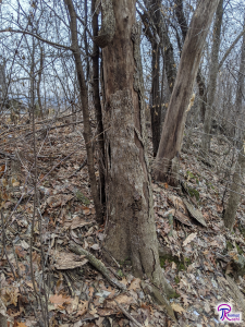 dead elm trees