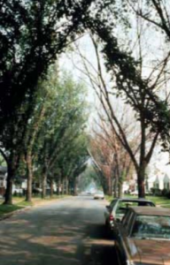 Dutch Elm Disease progressing down a street