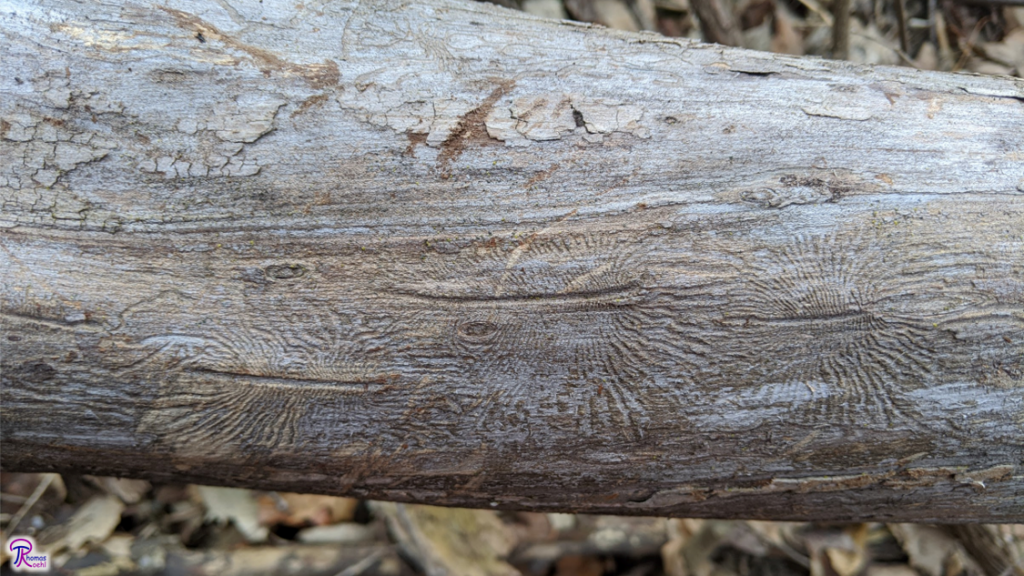 Elm Bark Beetle galleries