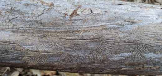 Elm Bark Beetle galleries