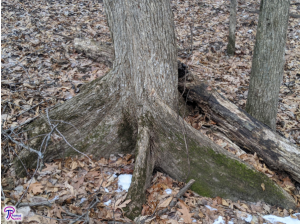 elm tree buttress roots