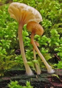 Young Lichenomphalia umbellifera