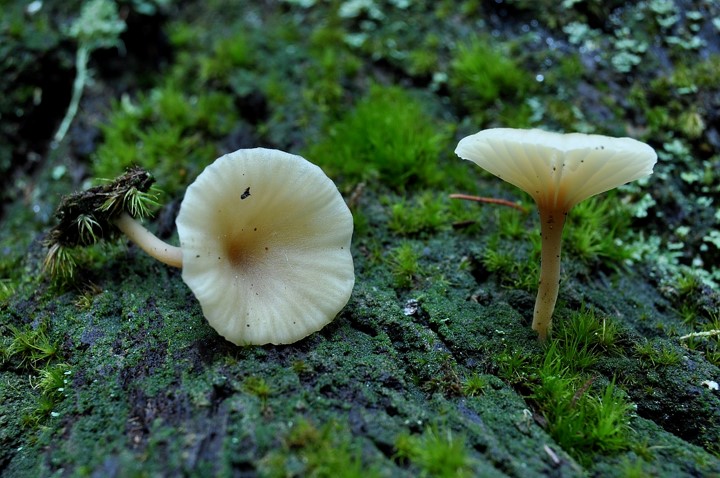 Lichenomphalia umbellifera