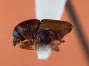 Smaller European Elm Bark Beetle