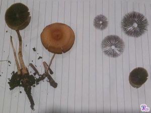 Hypholoma tuberosum spore print