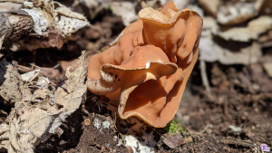 #232: <em>Gyromitra brunnea</em>