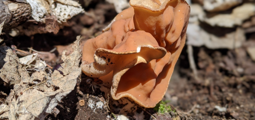 Gyromitra brunnea