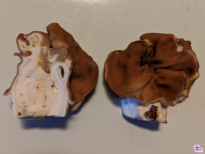 Gyromitra brunnea cut in half