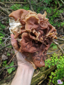 large Gyromitra brunnea