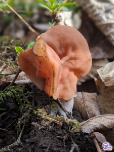 Gyromitra brunnea