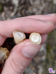 Verpa bohemica cottony interior