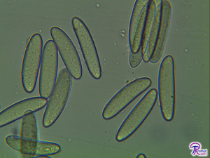 Verpa bohemica spores