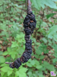 Apiosporina morbosa on branch, curved