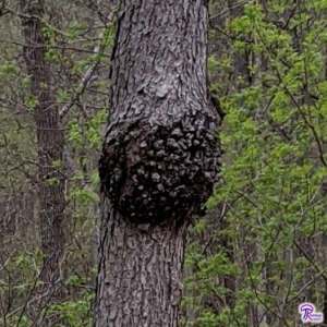 Apiosporina morbosa on trunk