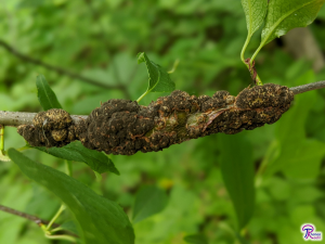 Apiosporina morbosa turning black