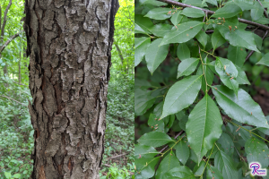 Black Cherry bark and leaves