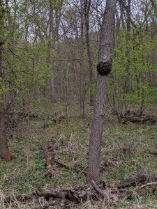 Black Knot at a distance